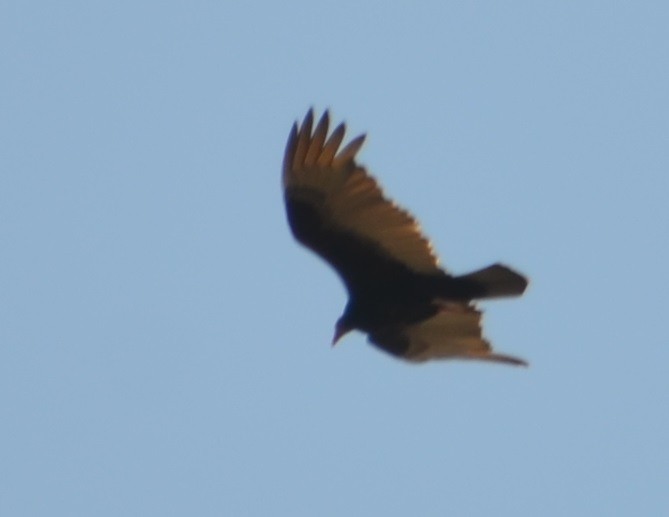 Turkey Vulture - ML310630151