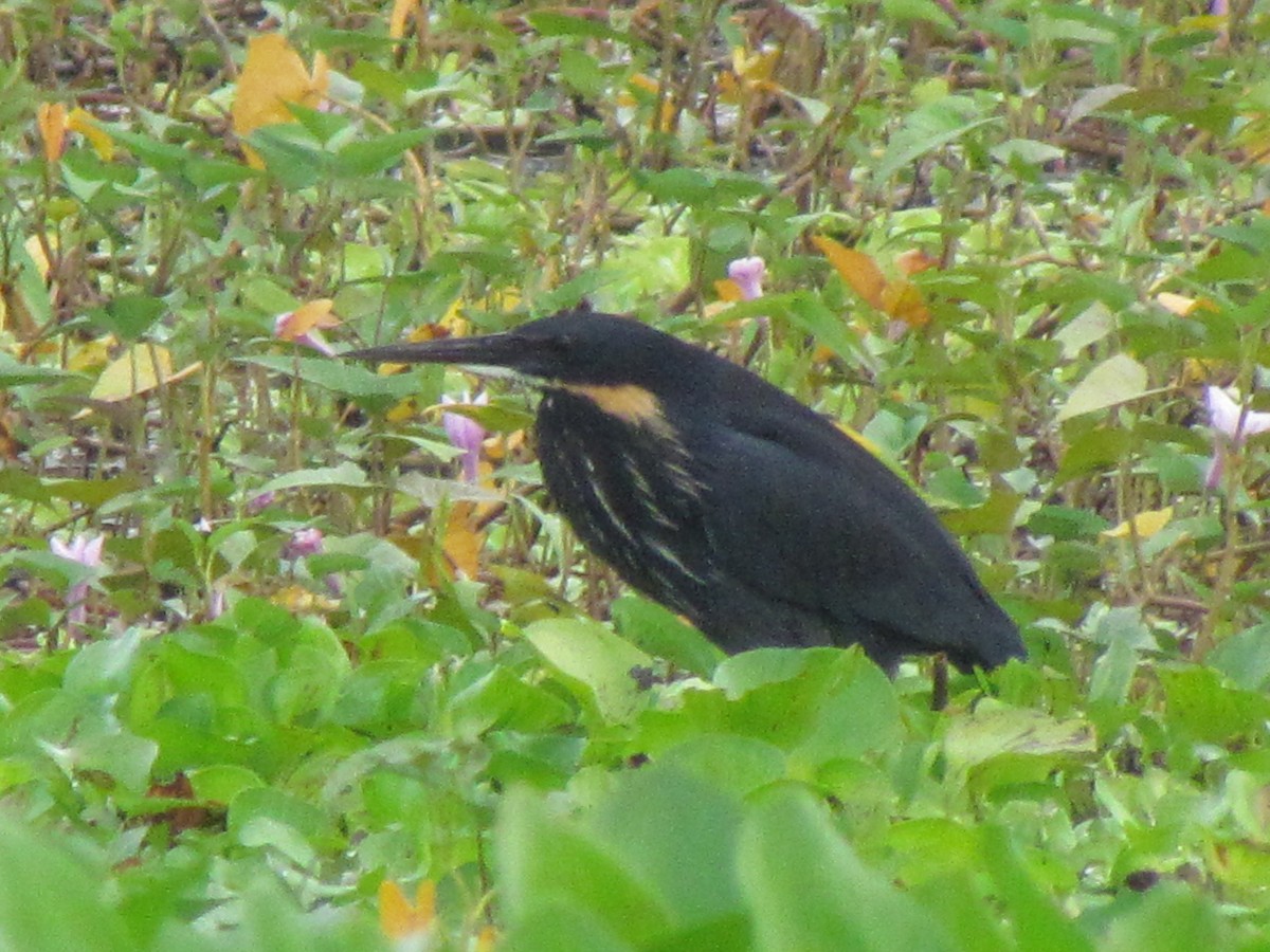 Black Bittern - ML310630191