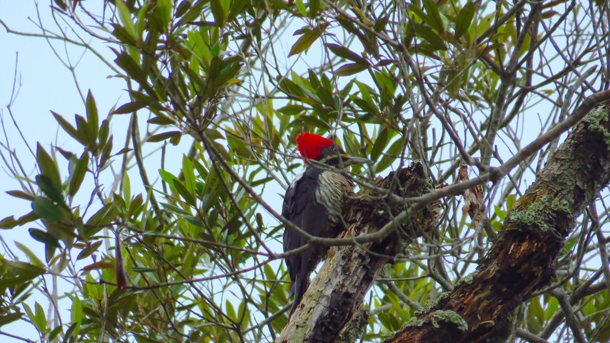 Lineated Woodpecker - ML31063031