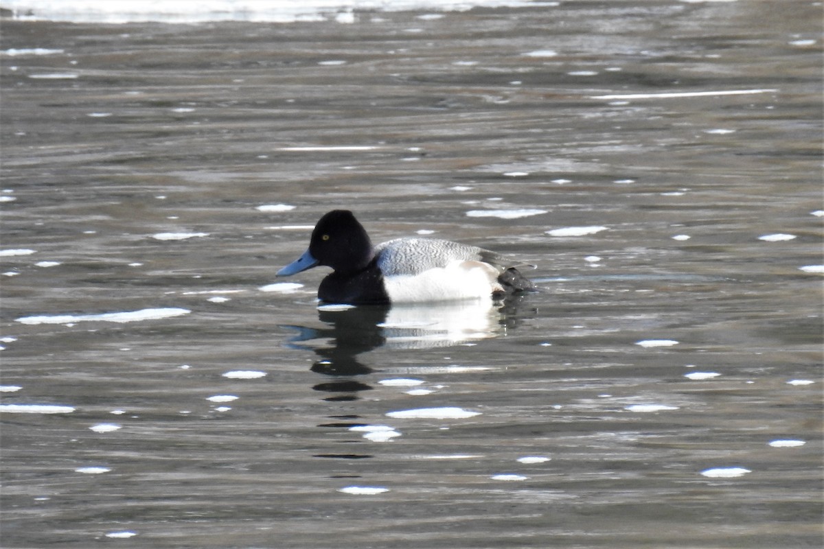 Lesser Scaup - ML310631021