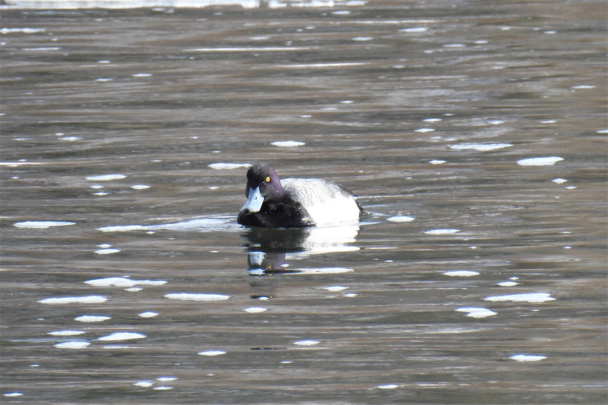 Lesser Scaup - ML310631101