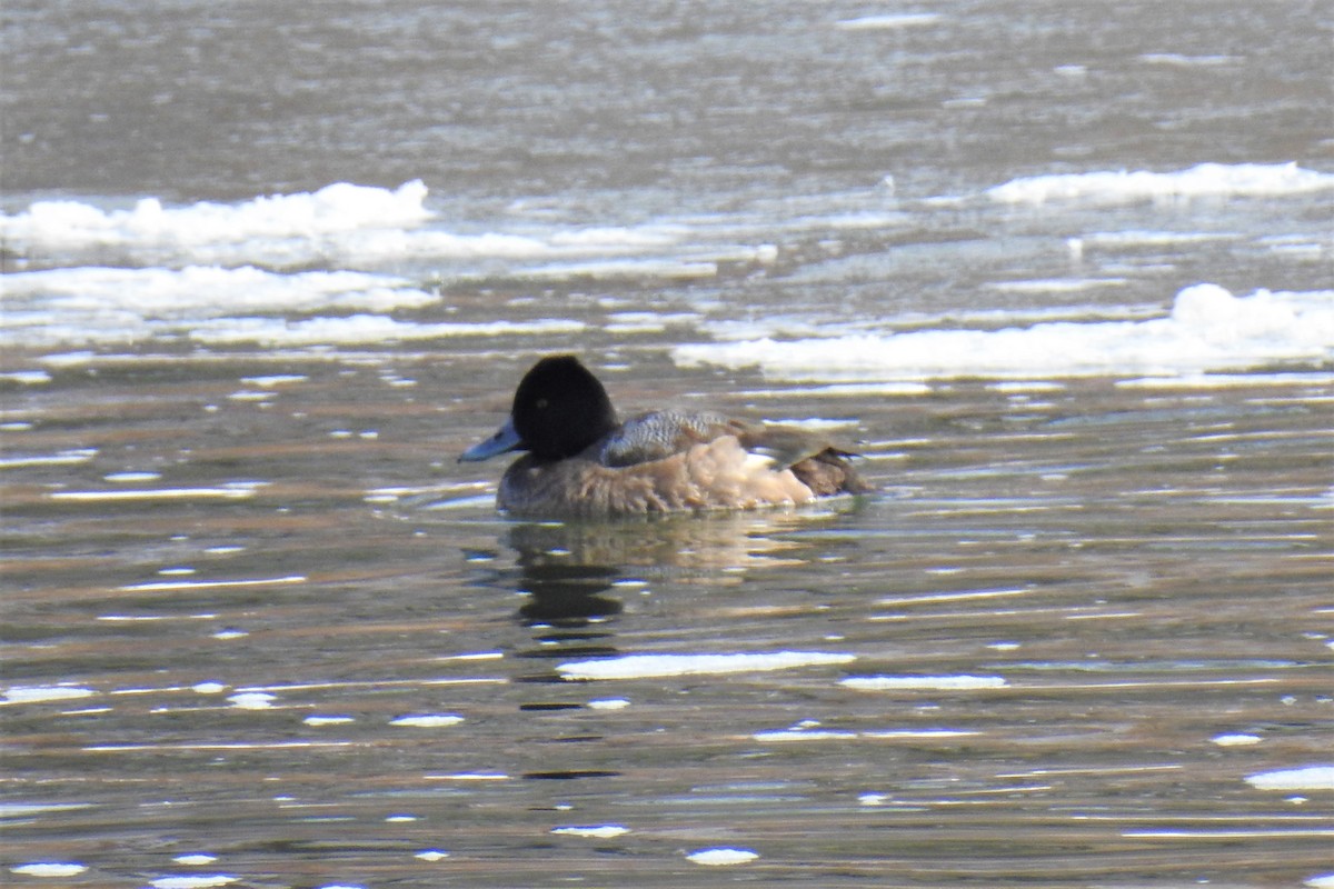 Lesser Scaup - ML310631211