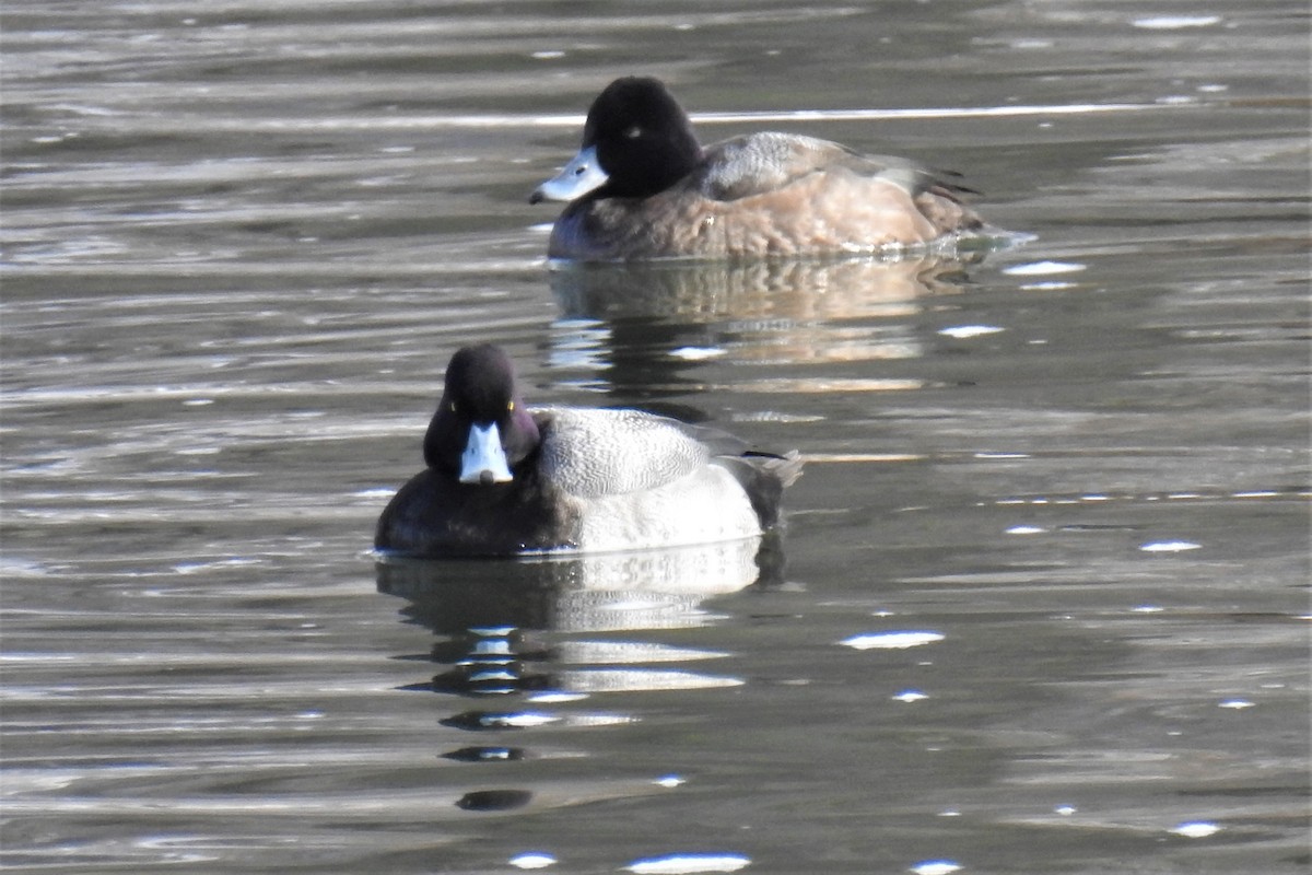 Lesser Scaup - ML310631431