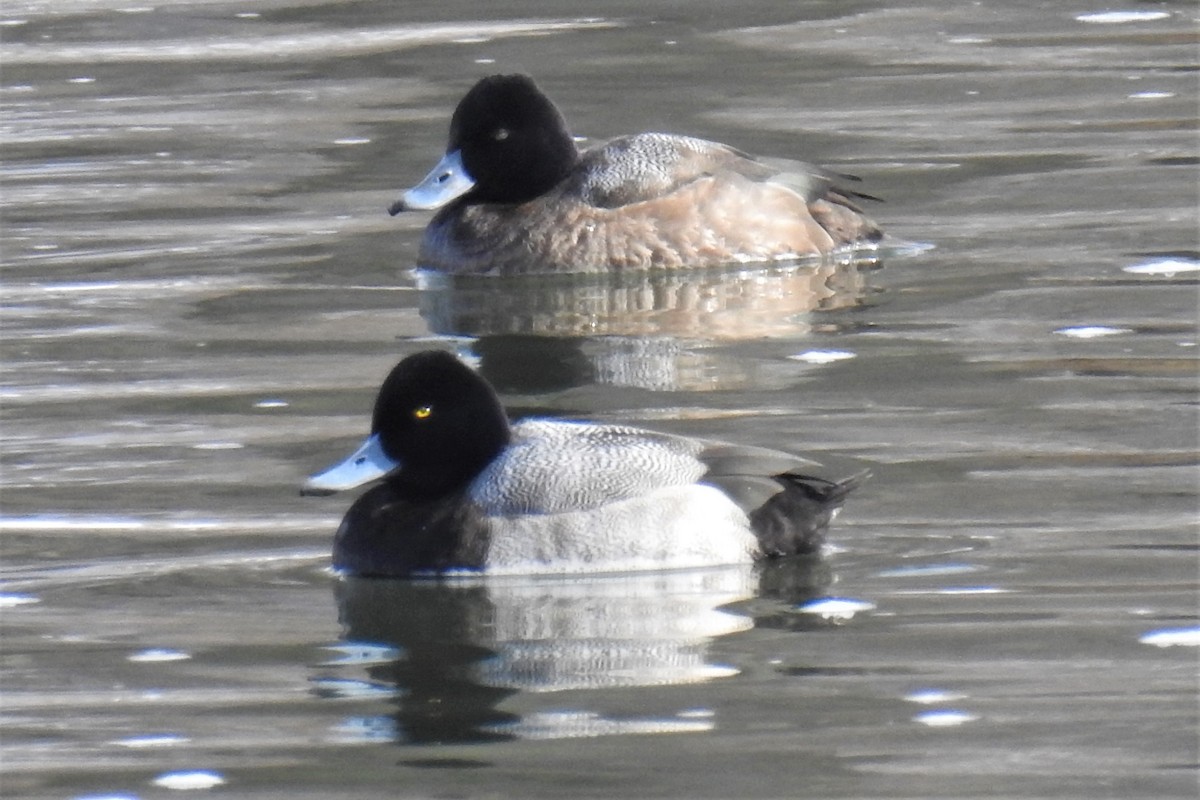 Lesser Scaup - ML310631481