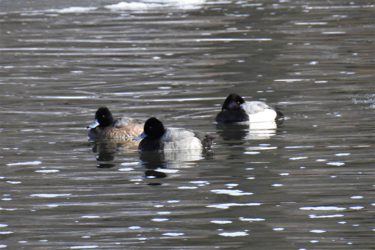 Lesser Scaup - James Holsinger