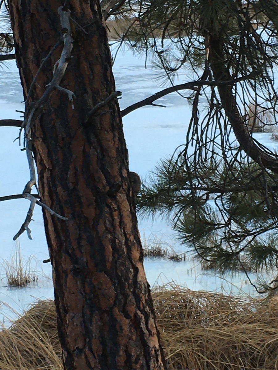 Great Gray Owl - ML310631841