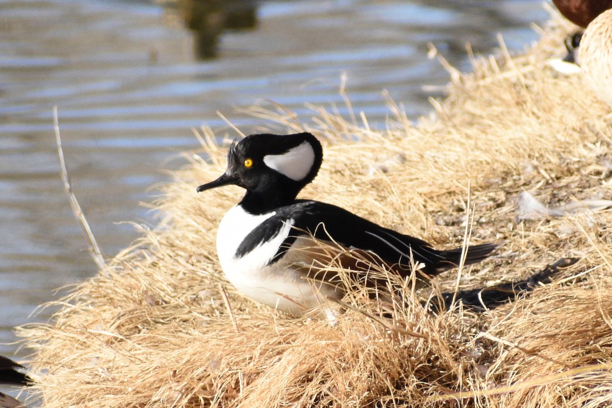 Hooded Merganser - Eli Anderson