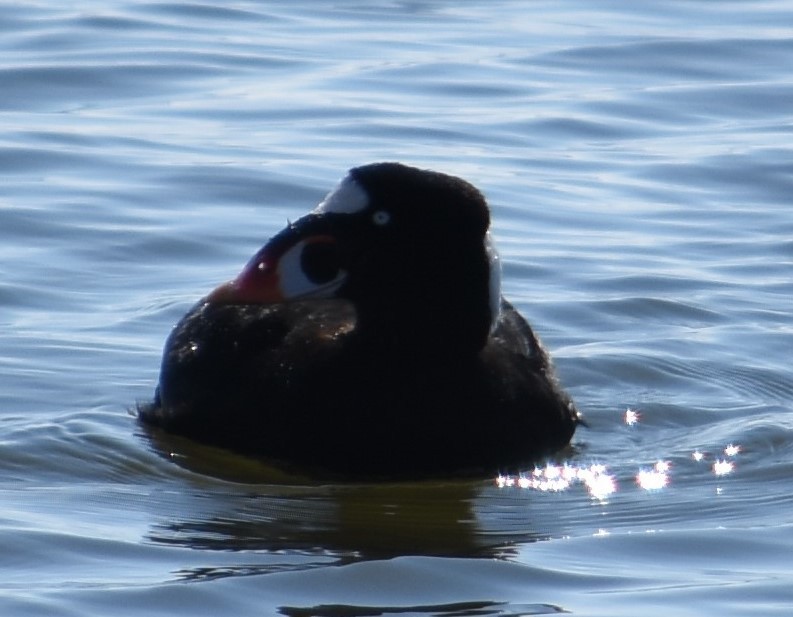 Surf Scoter - Jacki Gerber