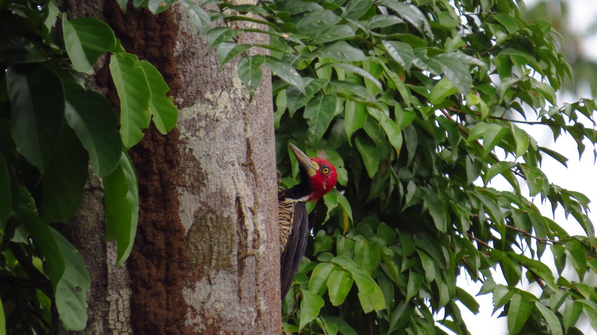 Crimson-crested Woodpecker - ML31063381