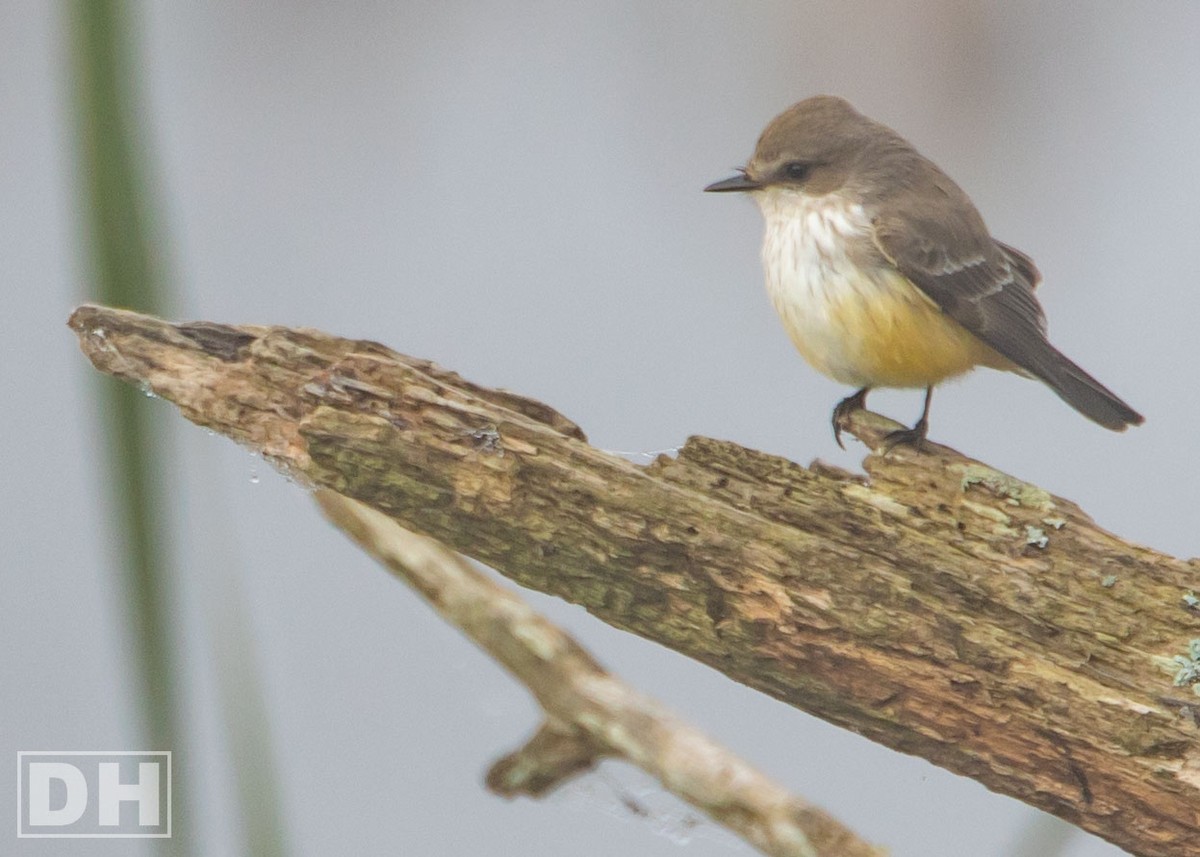 Vermilion Flycatcher - ML310633881