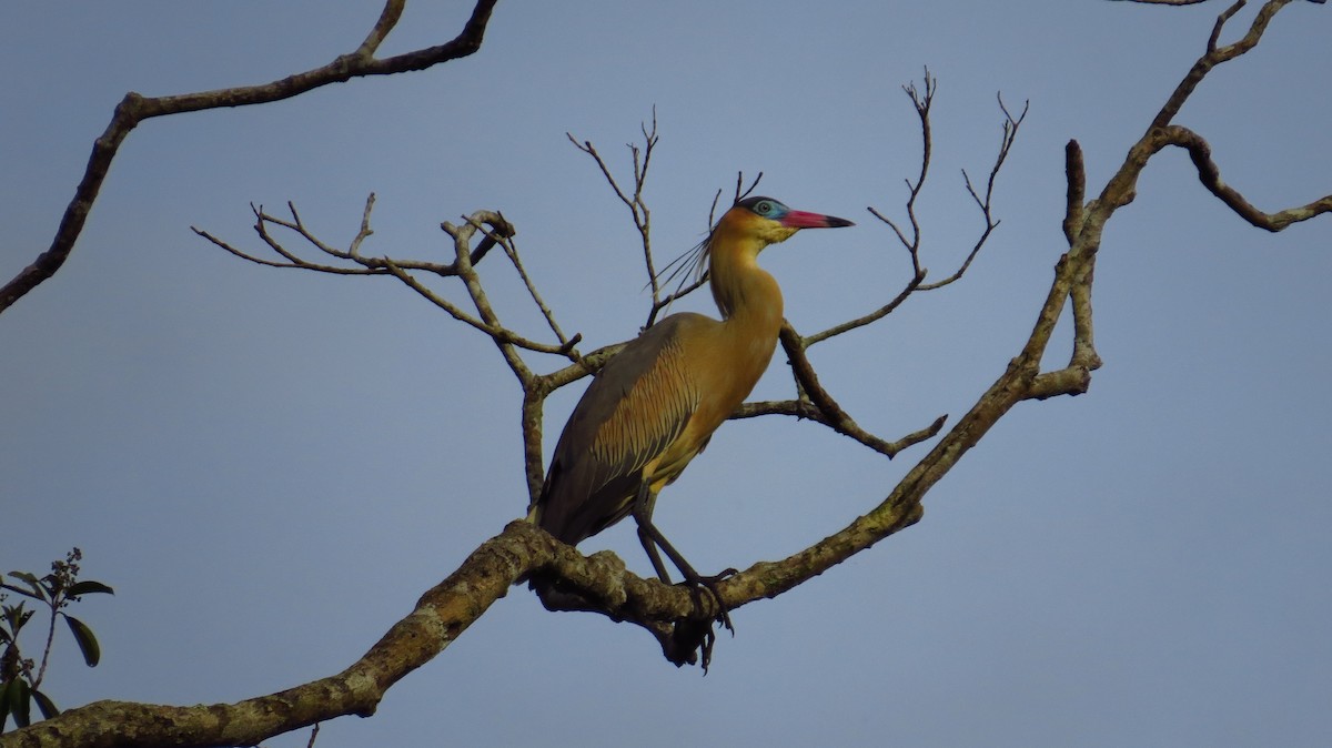 Whistling Heron - ML31063461