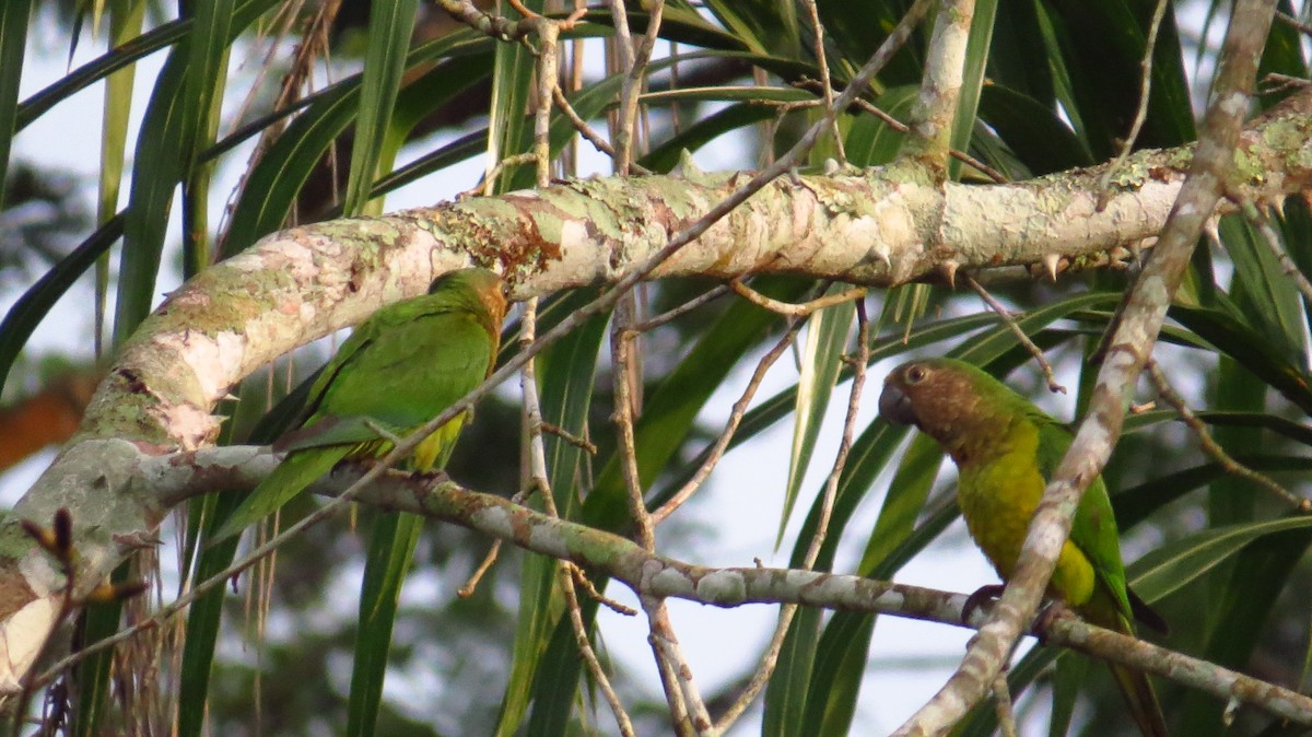 Brown-throated Parakeet - ML31063481