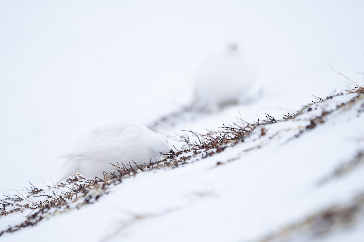 White-tailed Ptarmigan - ML310635141