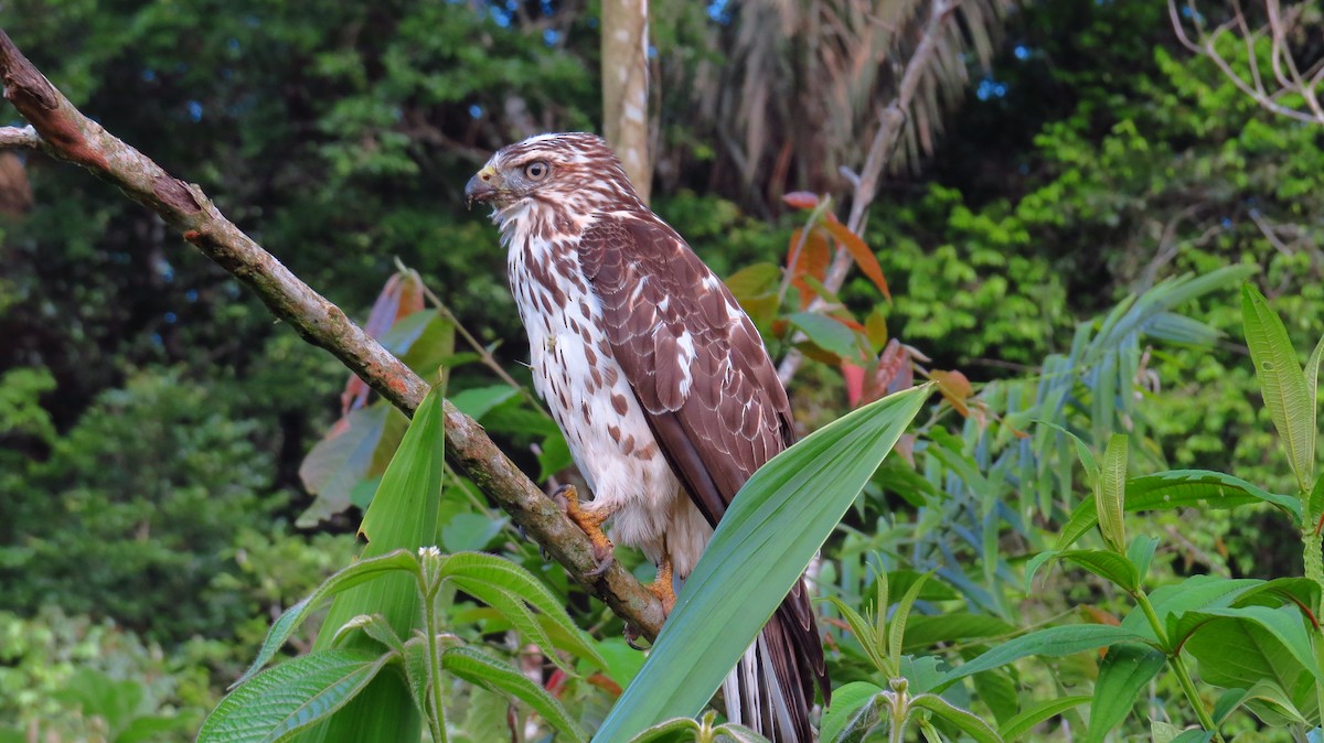 Broad-winged Hawk - Jorge Muñoz García   CAQUETA BIRDING