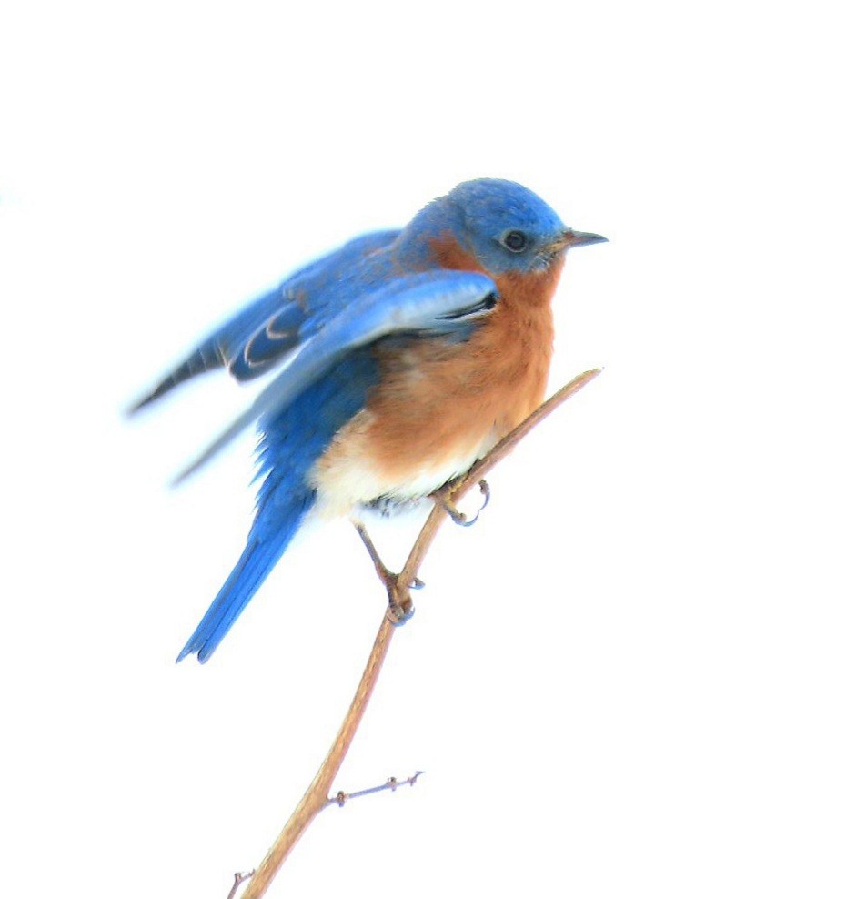 Eastern Bluebird - Kisa Weeman