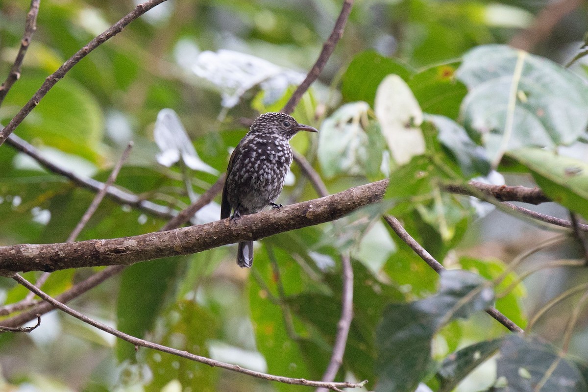Spotted Berrypecker - ML310636611