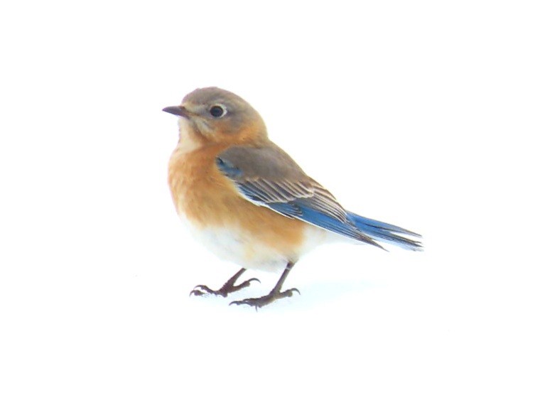 Eastern Bluebird - Kisa Weeman