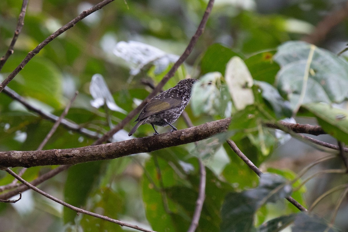 Spotted Berrypecker - ML310636641