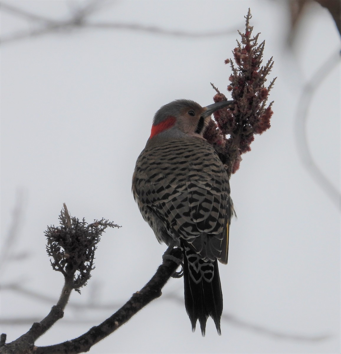 Northern Flicker - David Bennett