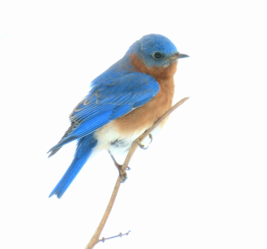 Eastern Bluebird - ML310636861