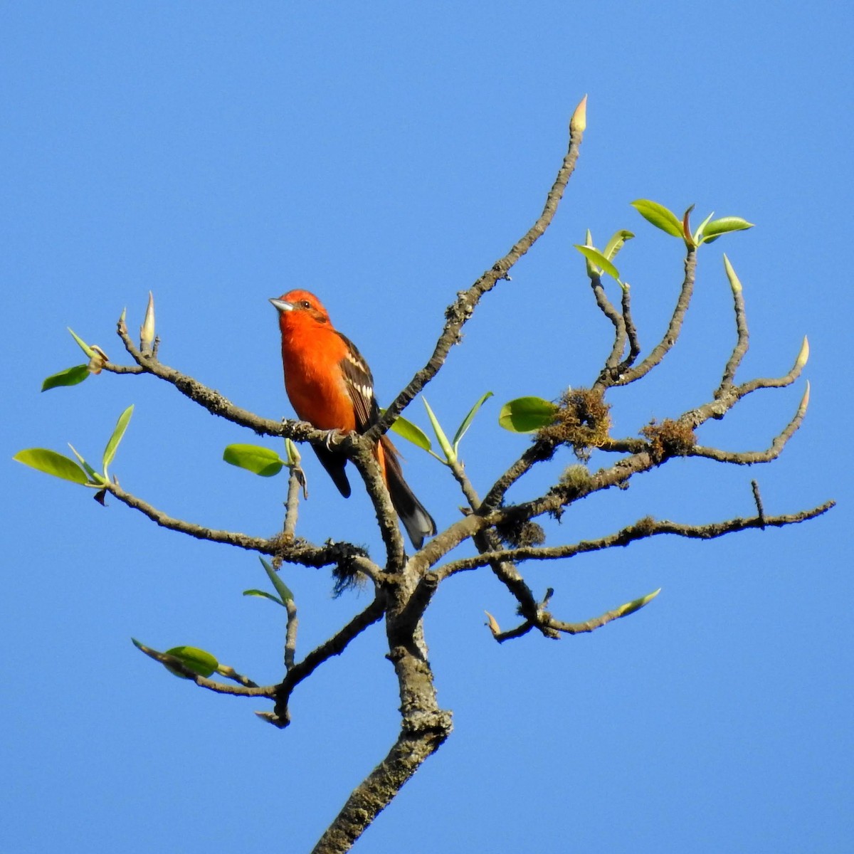 Flame-colored Tanager - ML310636891