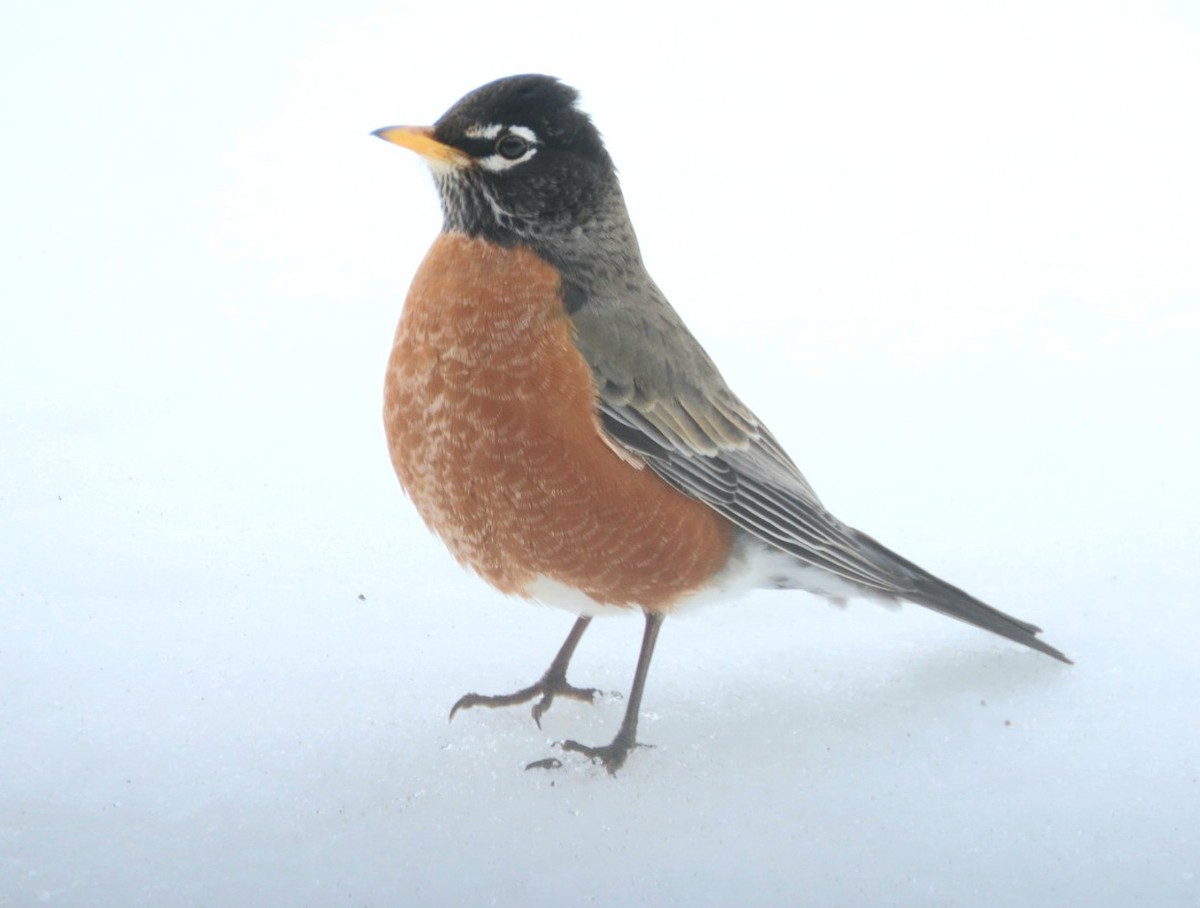 American Robin - ML310637031