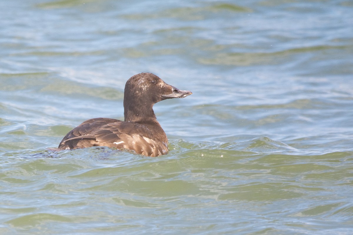 White-winged Scoter - Dan Wilson