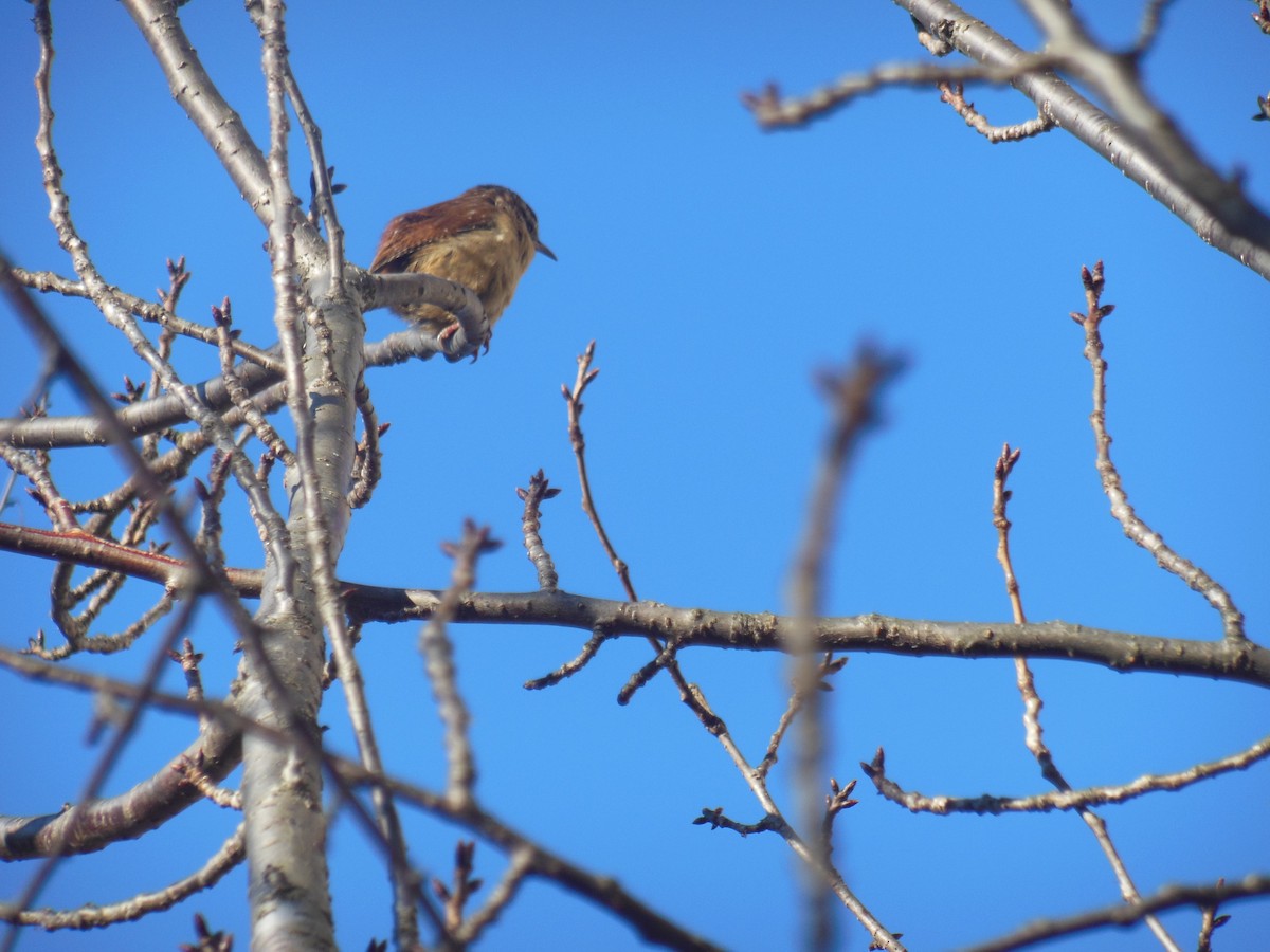 Carolina Wren - ML310638541