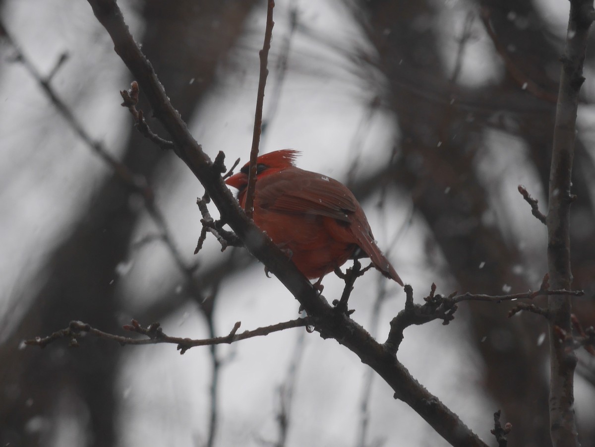 Northern Cardinal - ML310638711