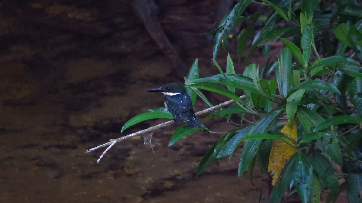 Green Kingfisher - ML31063881