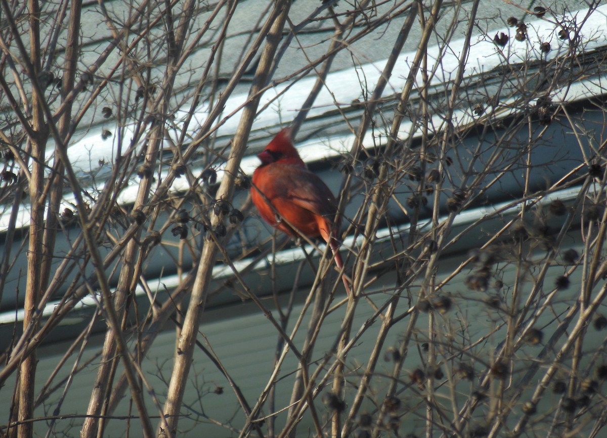 Northern Cardinal - ML310639051