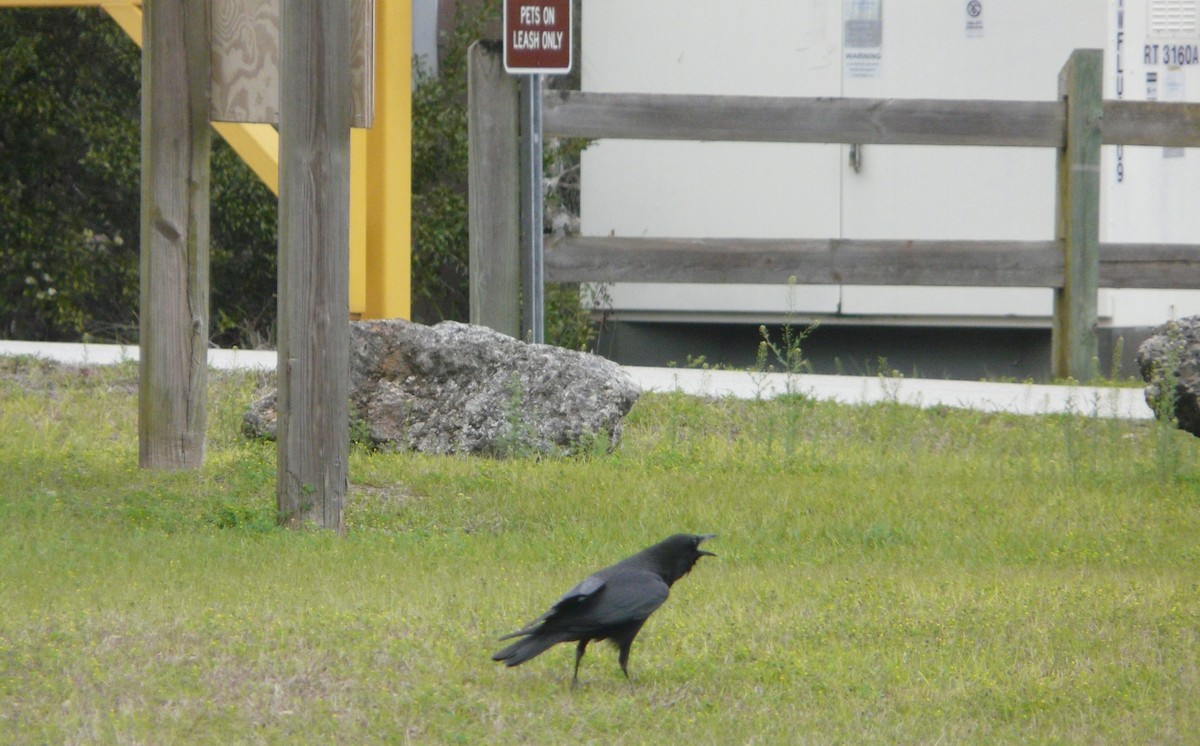 American Crow - Sean McCool