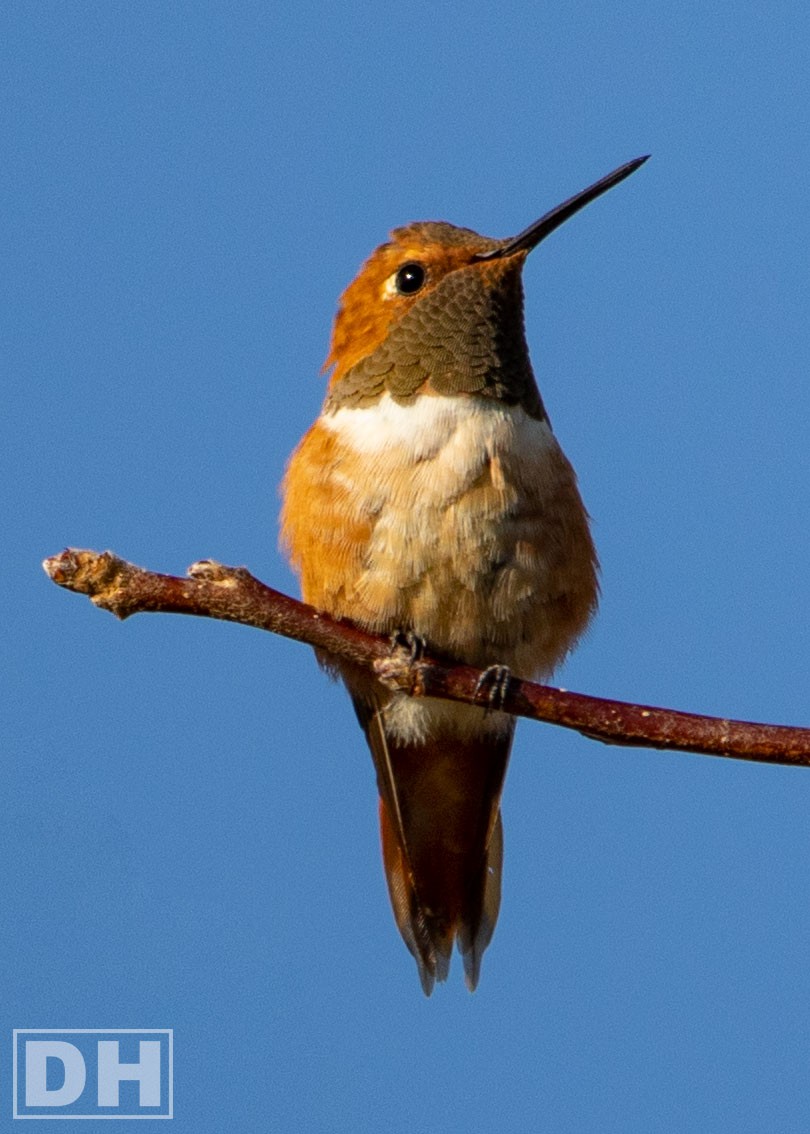 Rufous Hummingbird - Daniel Hazard