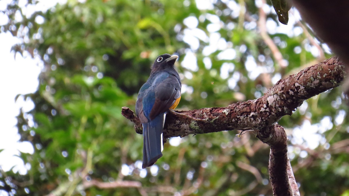 Green-backed Trogon - ML31064181