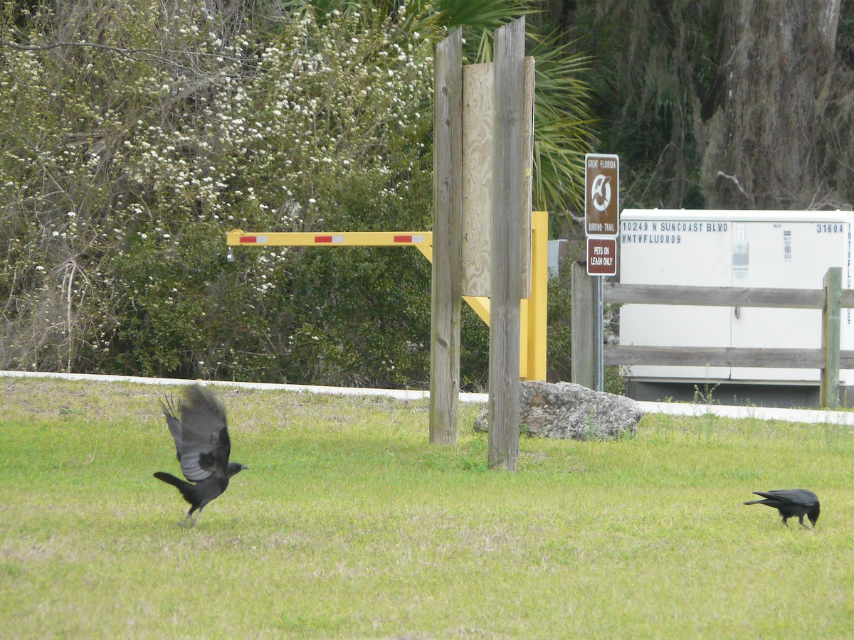 American Crow - Sean McCool