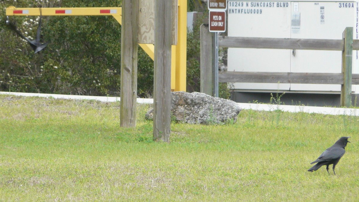 American Crow - ML310642031