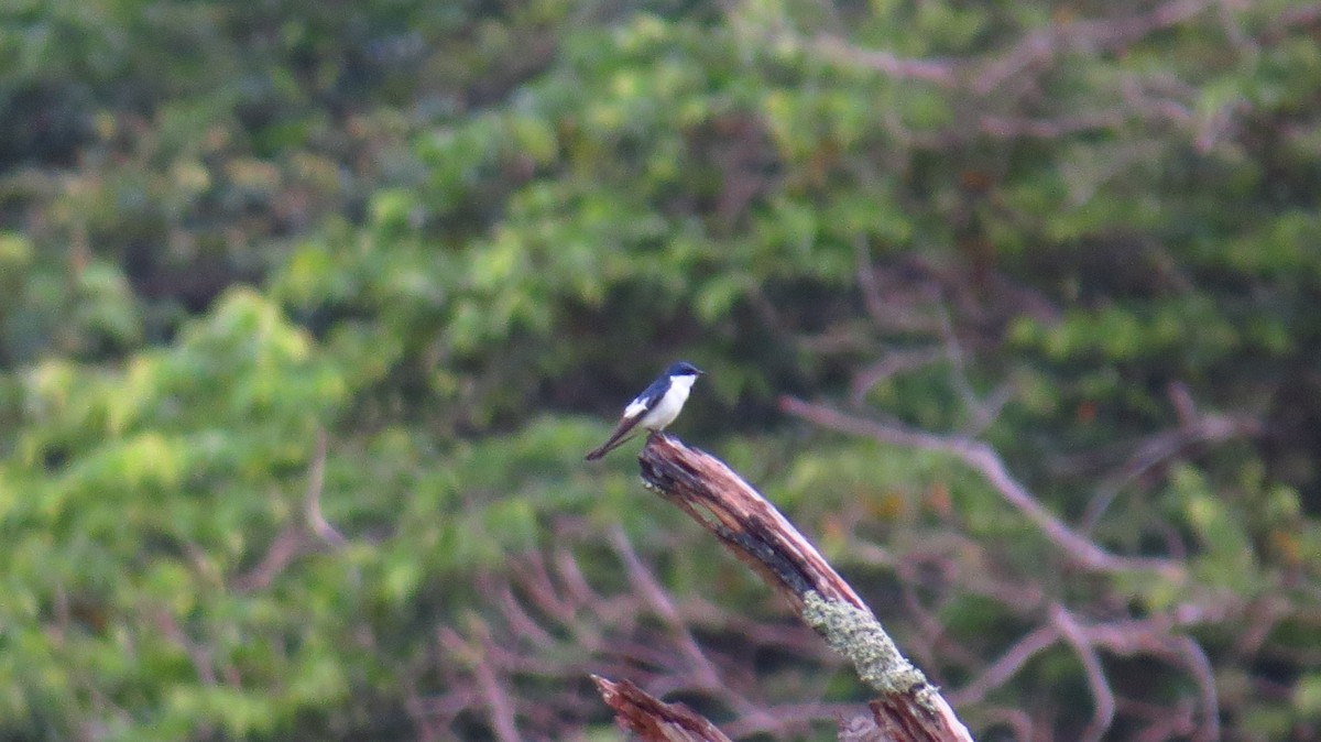 White-winged Swallow - Jorge Muñoz García   CAQUETA BIRDING