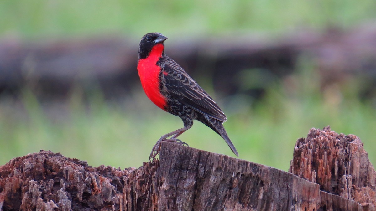 Red-breasted Meadowlark - ML31064331