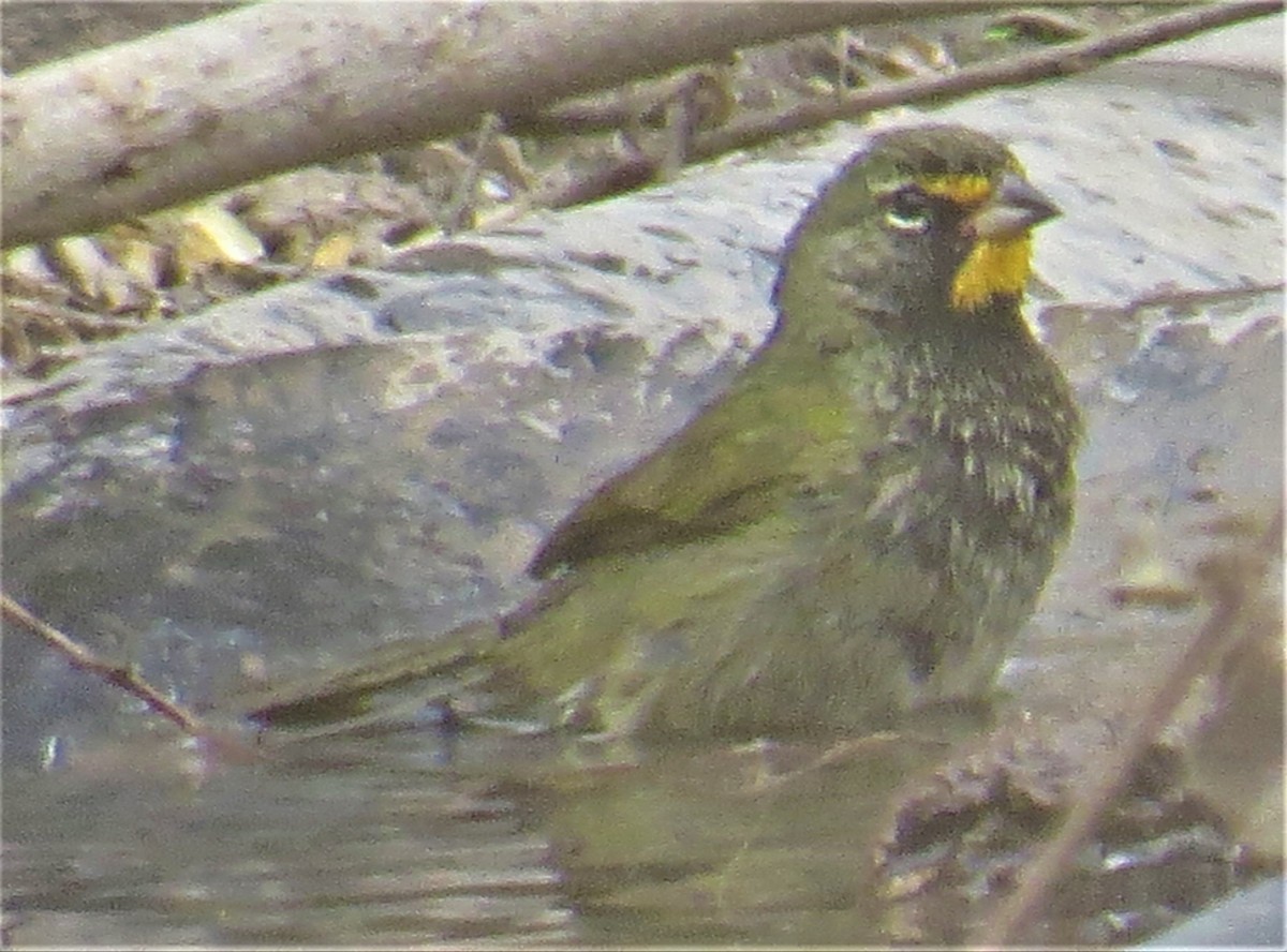 Yellow-faced Grassquit - ML310644321