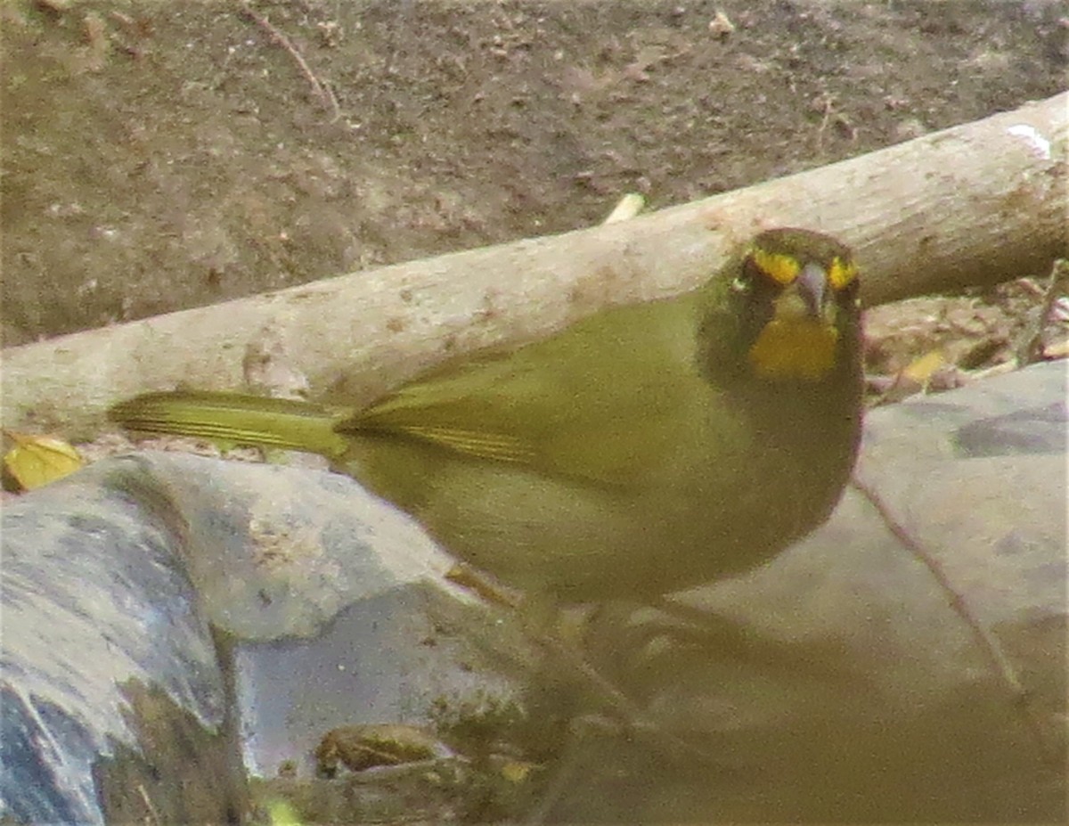 Yellow-faced Grassquit - ML310644511