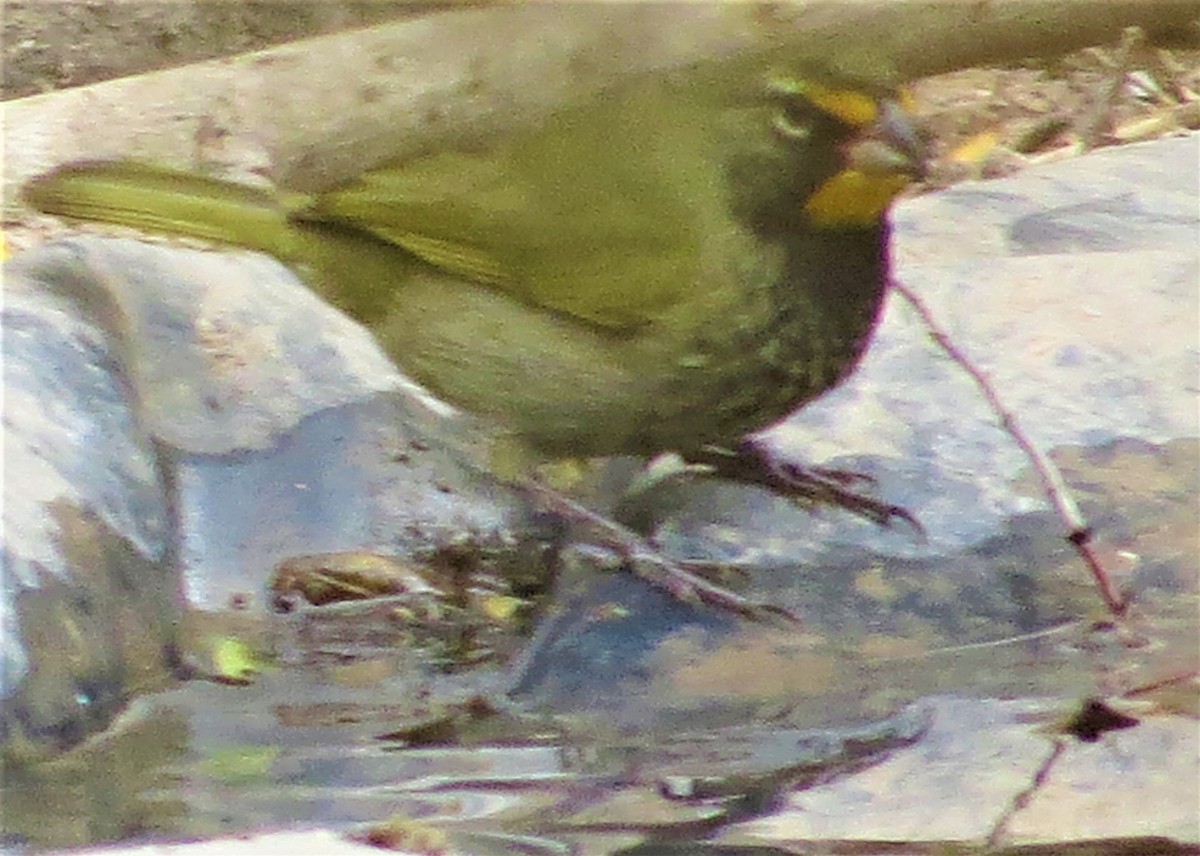 Yellow-faced Grassquit - ML310644541