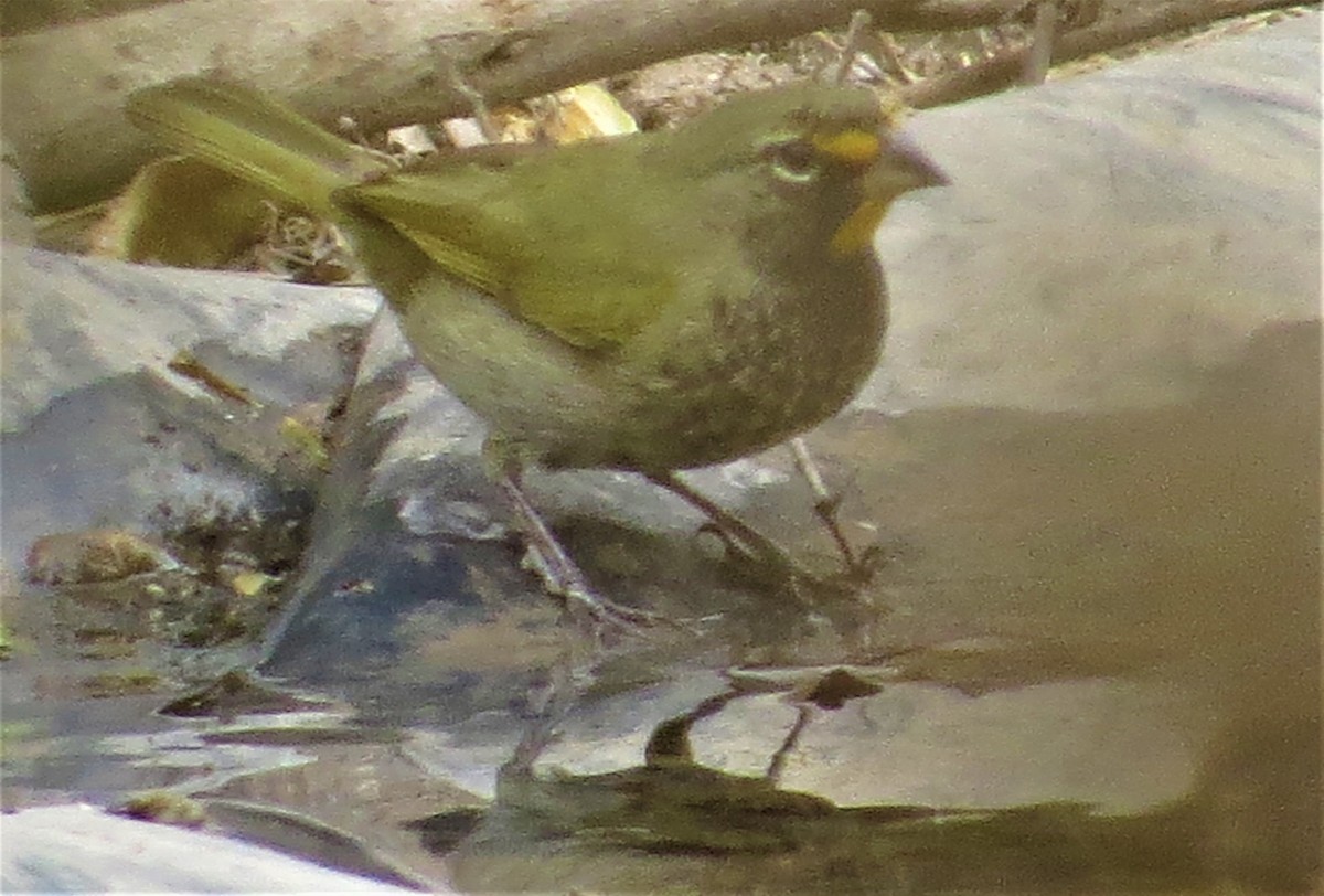 Yellow-faced Grassquit - ML310644581