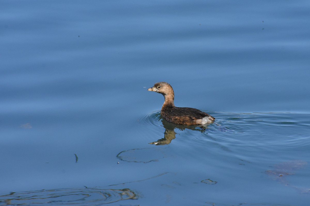 Pied-billed Grebe - Ky Clare
