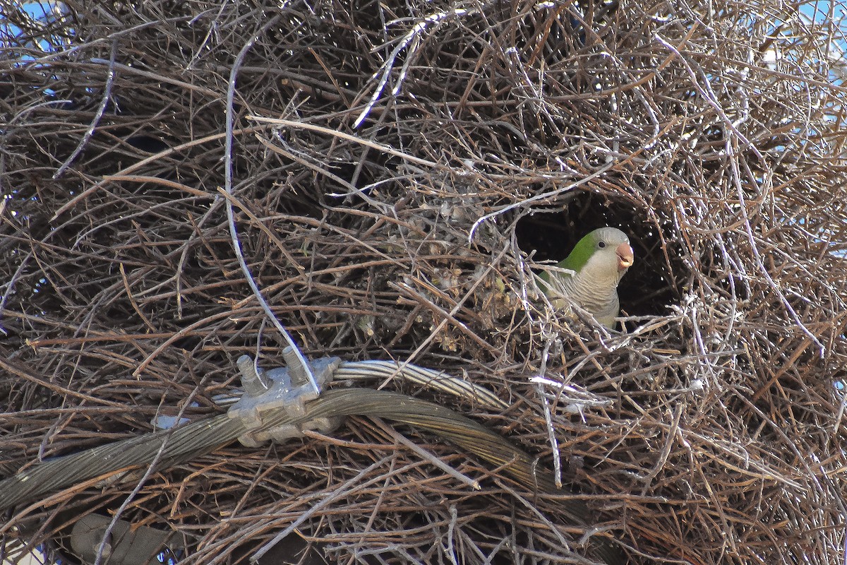 Monk Parakeet - ML310645131