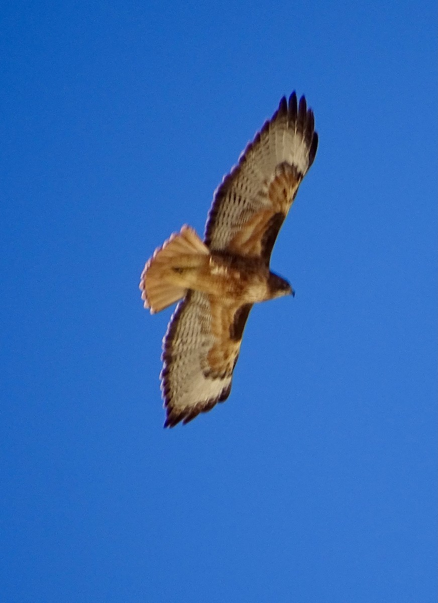 Red-tailed Hawk - Jon Becknell