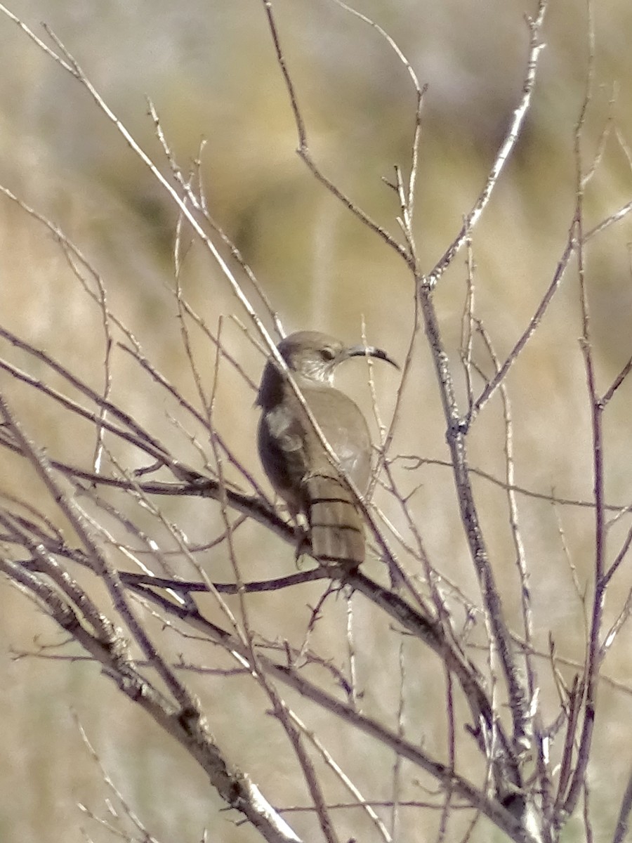 California Thrasher - ML310645681