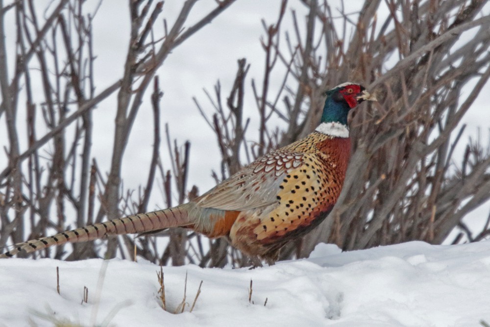 Ring-necked Pheasant - ML310646041