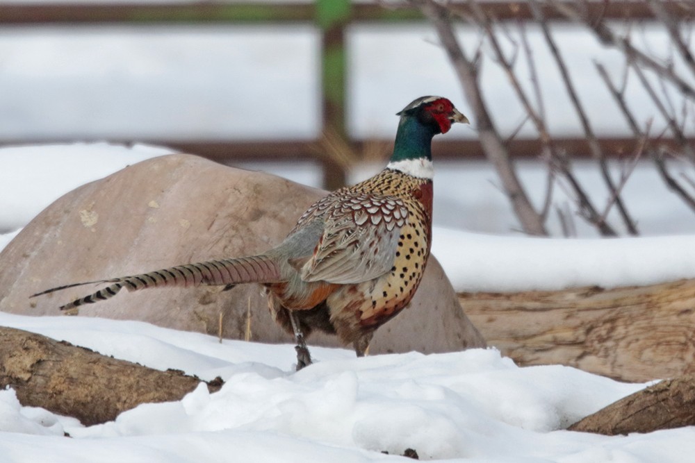 Ring-necked Pheasant - ML310646051