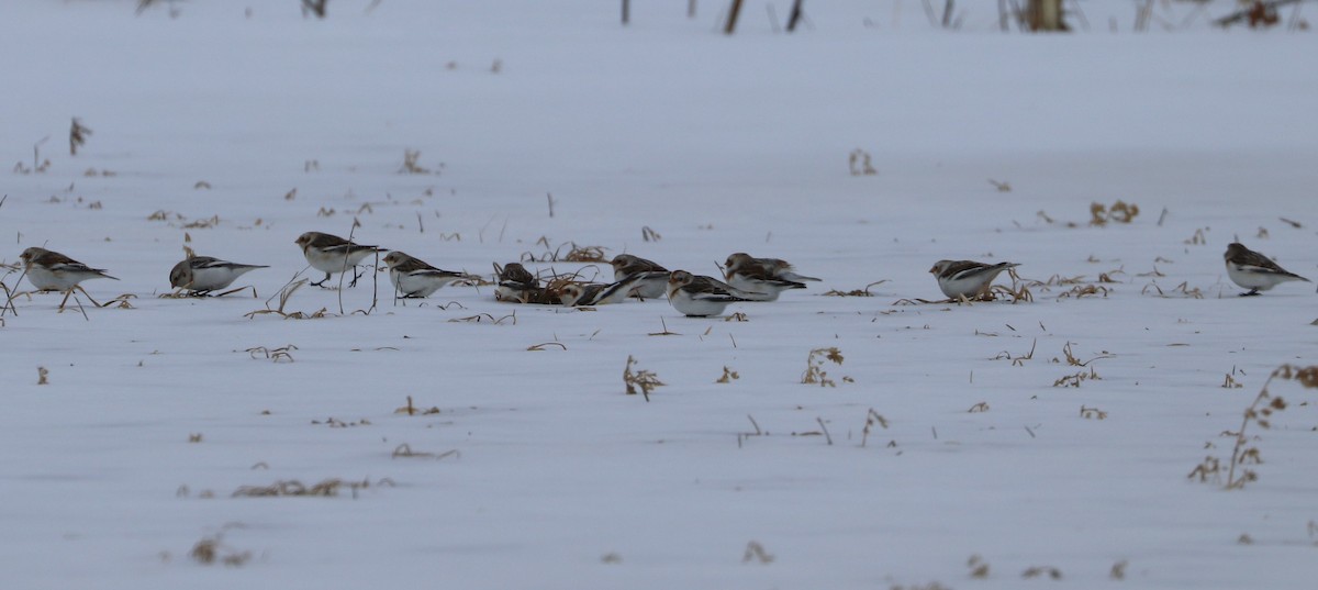 Snow Bunting - Sherry Hamilton