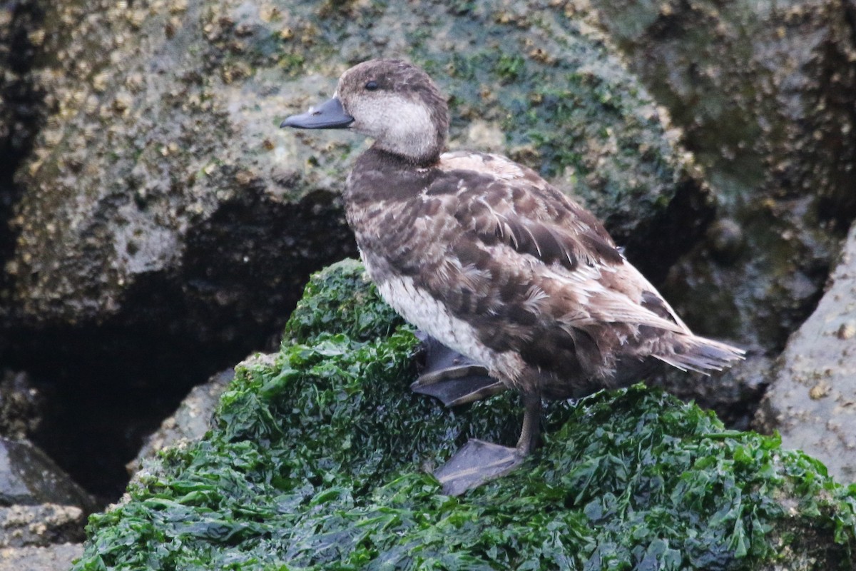 Black Scoter - Alvaro Jaramillo